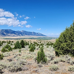 Dynamic Content Image